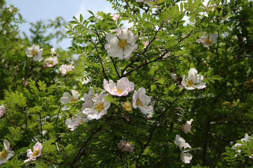 센쿄로 호텔 하코네 4*,
